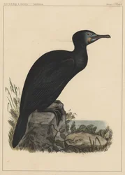 鳥、プレートX、1855